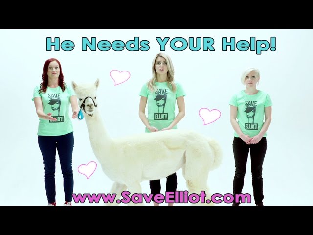 HELP OUR ALPACA FRIENDS! #Dirty30Movie