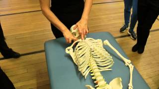 Anatomy of the neck for massage therapists