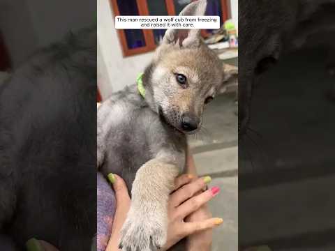This man rescued a wolf cub from freezing and gives it a loving home. #animalshorts