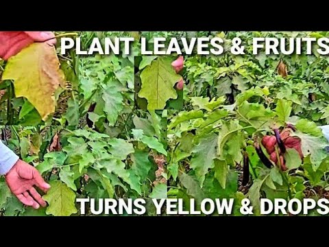 , title : 'Eggplant Leaves Burning Disease Treatment | Plant Leaves, Flowers And Fruits Turns Yellow And Drops'