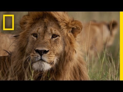 Africa’s Big Five Animals: What Are They? | National Geographic
