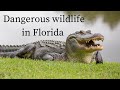 MOST DANGEROUS ANIMALS IN FLORIDA