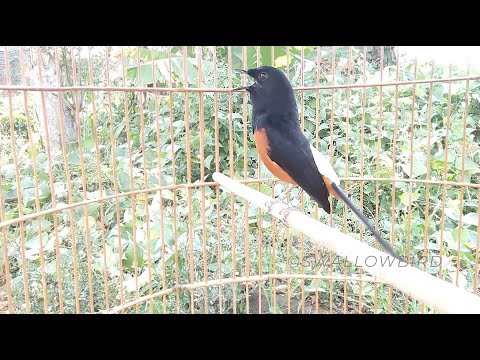 White Rumped Shama song bird sings