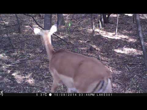 BREEDING HERD OF IMPALA on TRAIL CAMERA in SOUTH AFRICA