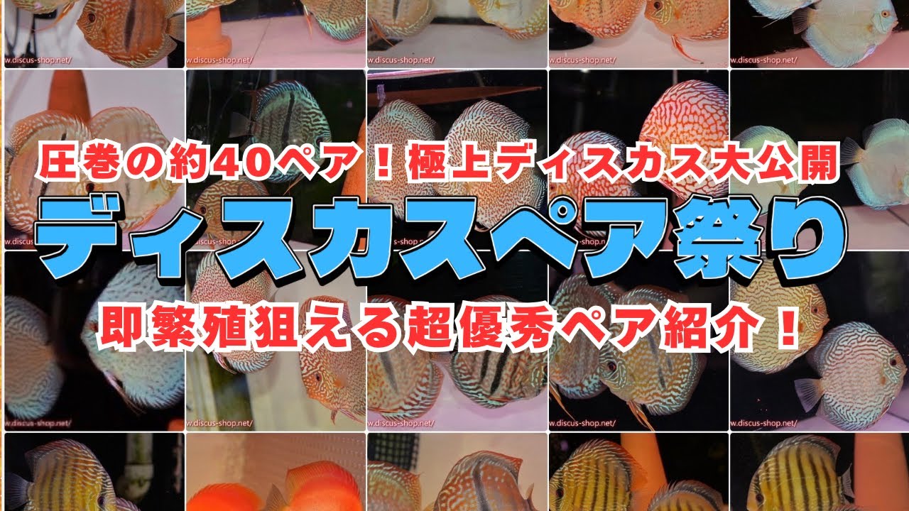 動画サムネイル