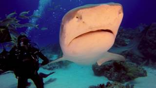 GoPro and Jeb Corliss go Shark diving in the Baham
