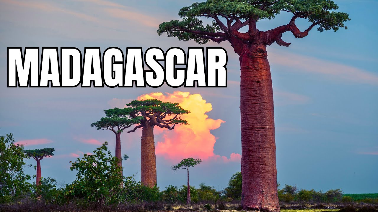 MADAGASCAR | O Paraíso Selvagem das Espécies Únicas - Documentário