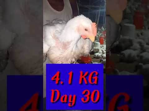Broiler || Day 30 || Weight || 4.1 Kg || In India 2021 || Poultry Farm