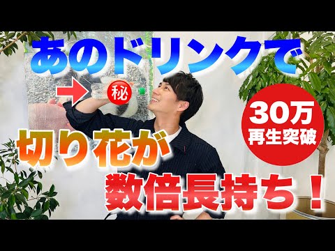 蘭の花を長持ちさせるための適切なケア  庭園