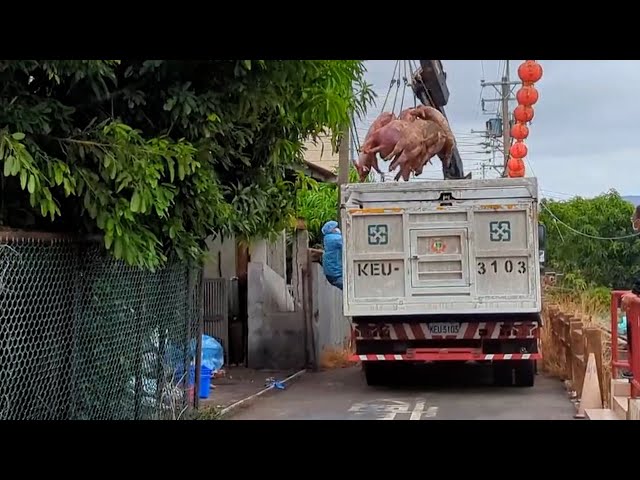 Taiwan on alert over suspected swine fever
