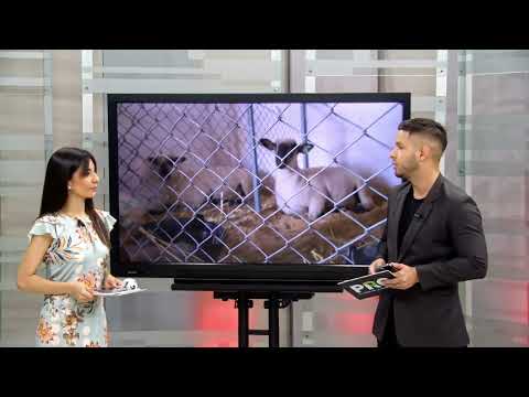 Expo Amambay: Récord de participación y genética en alza