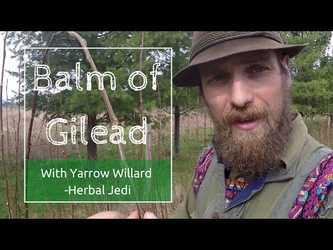 Benefits and Use of Balm of Gilead with Herbalist Yarrow Willard | Harmonic Arts