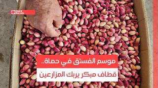 موسم الفستق في حماة.. قطاف مبكر يربك المزارعين