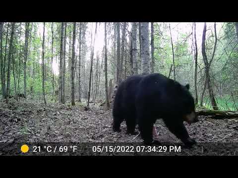 Big Bruin at the Feeder @muskokawildlife