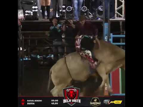 Touro ÁGUIA | Cia Bela Vista | Murutinga do Sul | Maio 2024