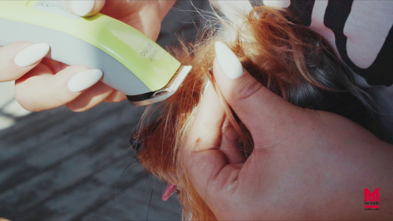 Машинка для окантовки ушей и лап животных Moser 1586-0060 Prima