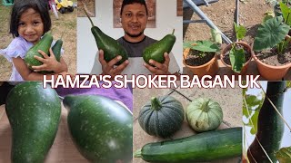 Hamza's Shoker Bagan Uk