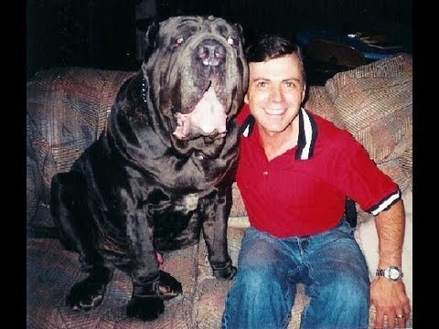 Biggest dog Neapolitan Mastiff CH Samson - largest and heaviest Mastino www.mastino.us