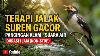 Download lagu “Pancingan Jalak Suren Gacor! Suara Alam & Air Mengalir Bikin Cepat Bunyi” mp3