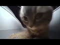 Chipi Chipi Chapa Chapa 30 Seconds