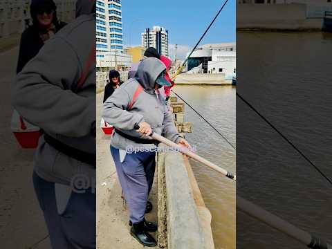 Pesca de sardinhas, à lateral da Ponte Giuseppe Garibaldoi, Tramandaí, RS. #pescasdesardinhas #fish