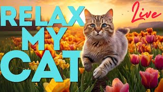Non-Stop Relaxing Music for Cats 🐱 Calming Healing Lullabies for All Breeds ✨