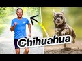 How Dogs Would Run If They Were People