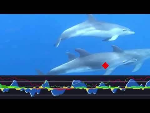 Market Cipher - Fan Made Hype