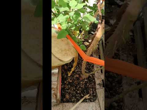 Bio - Müll nutzen & richtig mulchen !💚 #gartentipps #Biomüll #pflanzenpflege #viral #fypシ゚viral