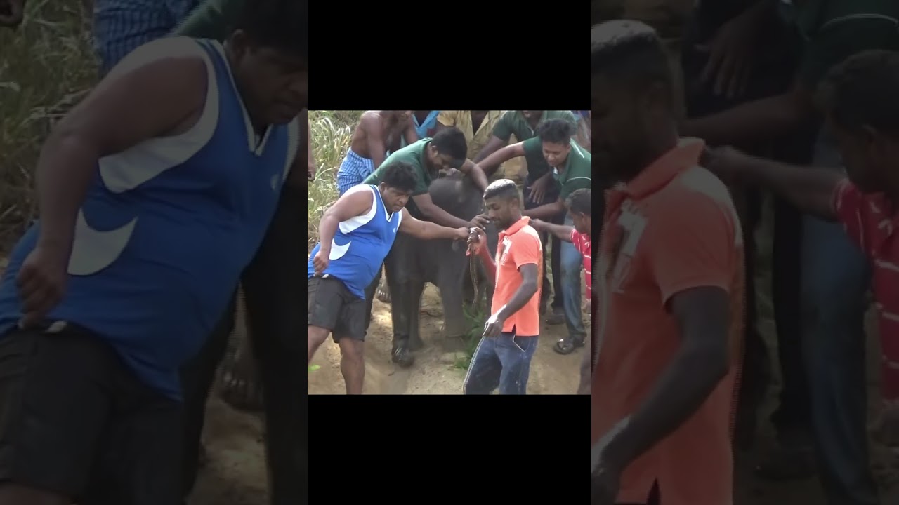 Rescue baby elephant #elephant #wildliferescue