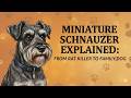 Miniature Schnauzer Explained From Rugged Rat Killer To The Ultimate Family Dog