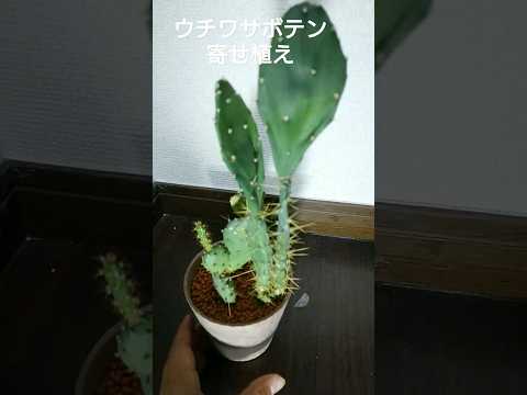 園芸 赤い花を持つ地下ウチワサボテン