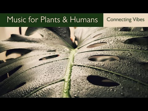 Very Powerful Music for Plants and Humans; Resonating with Planet Earth 🌍