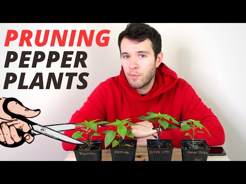 , title : 'Pruning Pepper Plants - How To Prune Peppers For Bigger Harvests - Pepper Geek'
