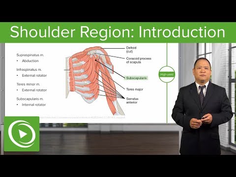 Shoulder Region: Introduction – Osteopathic Manipulative Medicine (OMM) | Lecturio