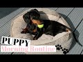 PUPPY MORNING ROUTINE MINIATURE DACHSHUND PUPPY