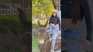 #shortsviral #piadascurtas #cavalos #horse #pecuarista #piadasrapidas #cavalo #cavalgada #shorts