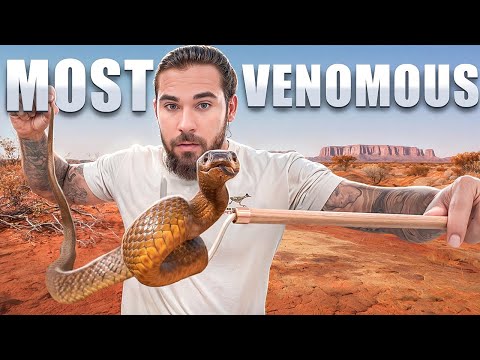 This is The World's Most VENOMOUS Snake…