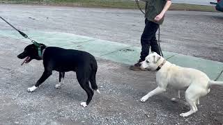 Video preview image #1 Mutt Puppy For Sale in Rustburg, VA, USA