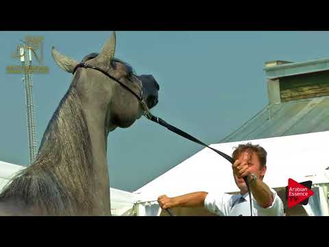 N.28 PLATYNA NA - 2017 Pride Of Poland - 2 Years Old Fillies (Class 2B)