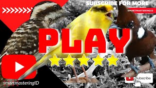 Download lagu masteran burung cililin gacor dengan kenari serta pelatuk gacor nembak sangat cocok untuk isian mp3