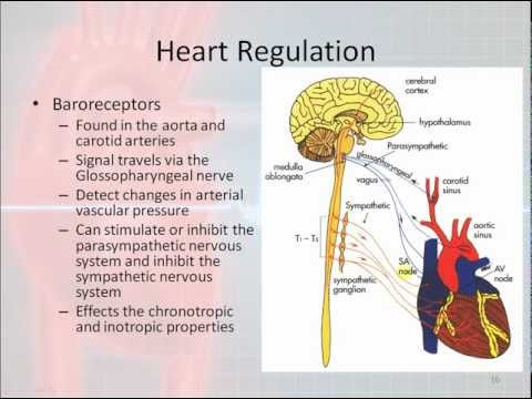 Basic Electrophysiology, part 2 - Mechanical Anatomy of the Heart, part 2