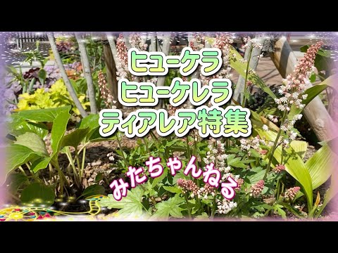 園芸 ヒューケラ、ティアレル、ヒューケラ
