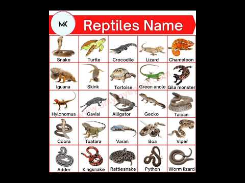 英語での爬虫類の名前#education #mk #shorts @learnwithnk5825