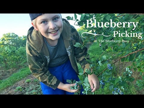 download lagu mp3 mp4 Pick Blueberries In Arkansas, download lagu Pick Blueberries In Arkansas gratis, unduh video klip Pick Blueberries In Arkansas