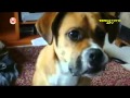FUNNY CATS DOGS AFV America S Funniest Home Videos Part 645 YouTube