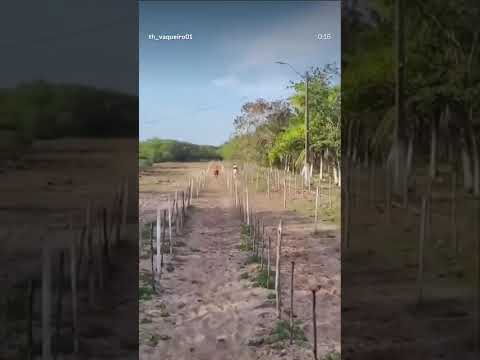Desafio rancho Guto em São Luís-ma
