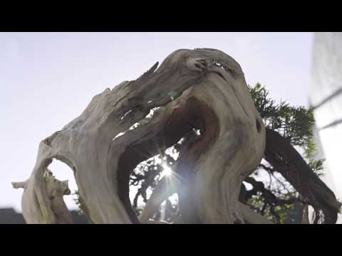 Part 3: BonsaiKunst Hamburg 2020 Online-Ausstellung