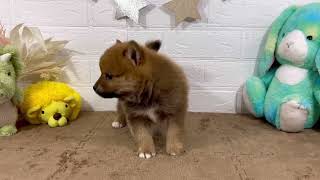 ハーフ犬の動画01