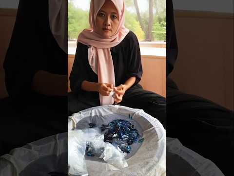 Inside a Thai Betta Fish Farm Packing Process Revealed!💥